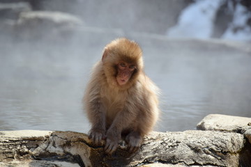 地獄谷野猿苑の子猿