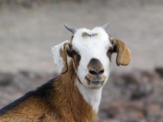 Naklejka premium Ziege Portrait Ziegenbock