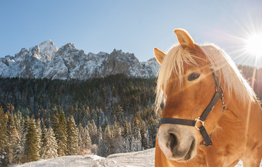 horse in backlit snow, dolomites in the background