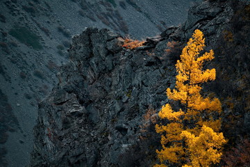 Russia. Siberia, Autumn in the Altai Mountains