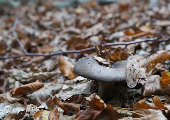 Rufous Milkcap, Lactarius rufus mushroom and autumnal leaves