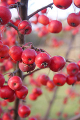 Piccole mele rosse su ramo. Fuoco selettivo