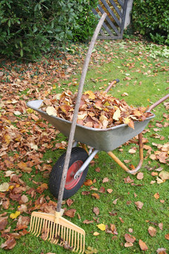 Mucchio di foglie secche raccolte nella carriola  in autunno in giardino