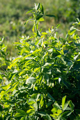 Pianta di Erba Medica illuminata dal sole nel campo. Medicago sativa