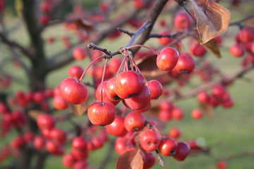 Piccole mele rosse su ramo. Fuoco selettivo