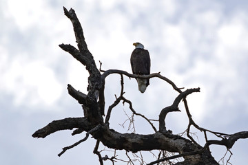 Bald Eagle on tree perch outside Los Angeles at dusk