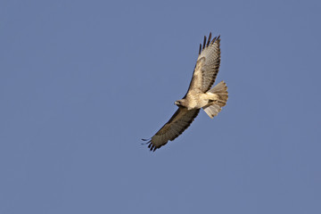 Bird hawk soars above California park