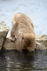 Fototapeta premium 地獄谷野猿苑 snowmonkey