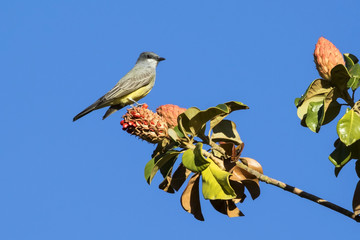 Bird Cassin's Kingbird at California park