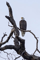 Bald Eagle at Los Angeles forest at dusk