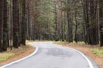 Fototapeta premium Autumn serene landscape. Empty curved road in pine forest
