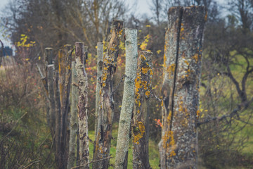 Obraz premium closeup high old wooden fence of logs in form of palisade vanish into space in countryland