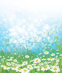 Obraz na płótnie Canvas Vector nature background, chamomiles field and blue sunny sky.