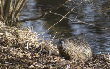 Nutria