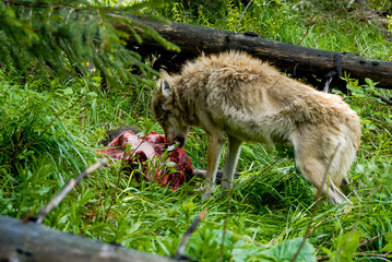 Wolfs feeding on carcass
