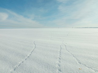 Animal traces in fresh white snow in winter for a festive winter background.