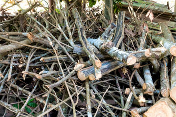 Dry branches for wood burning in winter