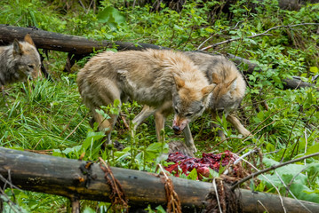 Wolfs feeding on carcass