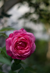 Rosa Rose