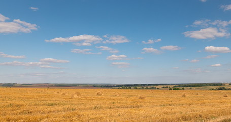 Obraz premium landscape of wheat field at harvest