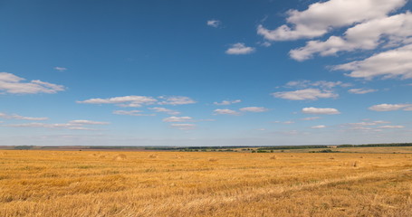 Fototapeta premium landscape of wheat field at harvest