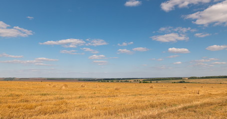 Fototapeta na wymiar landscape of wheat field at harvest
