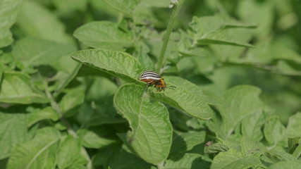 Colorado beetle eats a potato leaves young