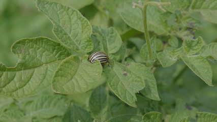 Colorado beetle eats a potato leaves young