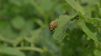 Colorado beetle eats a potato leaves young