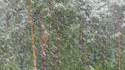 Snow blizzard in the pine forest.