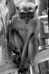 Quiet Macaque sat on a Rail in Thailand