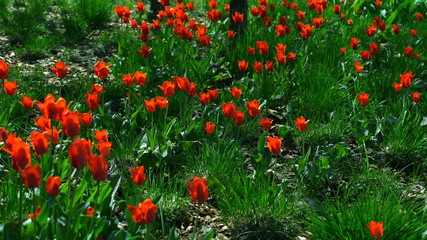 Fragile tulip flowers blossoming at sunny day.