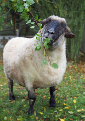 Obraz premium The well-fed suffolk sheep eats leaves 