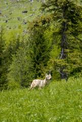 Obraz premium Wolf in forrest