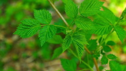Raspberry leaves swaying in the wind in the spring forest.