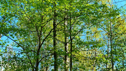 European mixed forest. Tops of the trees. Looking up to the canopy.
