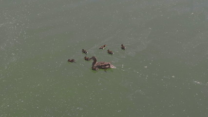 Duck with ducklings on walk floating in the pond water.