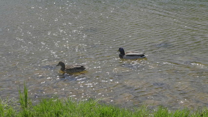 Ducks on walk floating in the pond water.