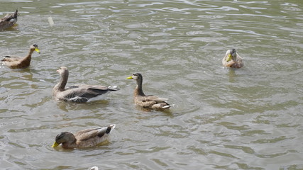 Ducks on walk floating in the pond water. UltraHD stock footage