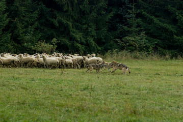 Wolf pack hunting sheep