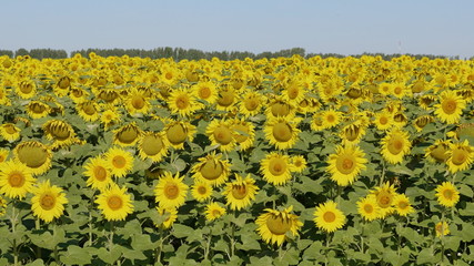 Field of blossoming sunflowers against the blue sky