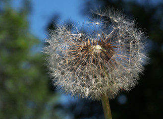 Pusteblume