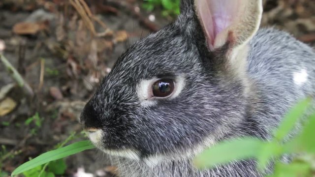 Close-up Rabbit Eating