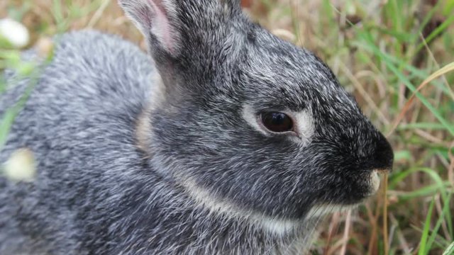 Rabbit Close-up