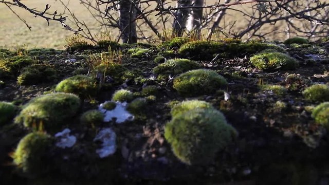 Panoramica de izquierda a derecha de los musgos que nacen en un muro de piedra, en invierno
