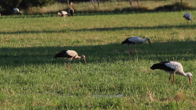 Cig&uuml;e&ntilde;as buscando alimento en un prado humedo
