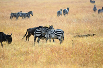 Fototapeta na wymiar Zebras and wildebeest in masai mara, Kenya