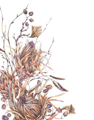 Fototapeta premium Watercolor botanical flowers, protea, wildflowers, twigs