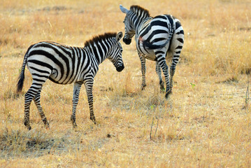 Naklejka na ściany i meble Zebras in Masai Mara, Kenya, Africa