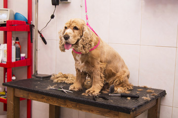 portrait of cocker spaniel dog at the dog hairdresser